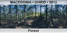 FYR MACEDONIA â€¢ OHRID Forest